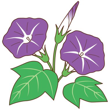 beyaz arkaplanda izole edilmiş mor çiçek çizimi