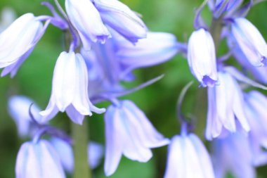 Güzel çiçekler, yakın görüş, doğa konsepti.