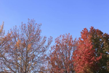 Parktaki güzel parlak sonbahar ağaçları 