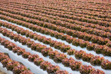 taze marul sebze bahçesinde büyüyen