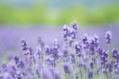 Güzel çiçekler, yakın görüş, doğa konsepti.