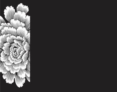 Siyah arkaplanda beyaz çiçek.