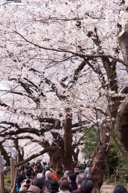 İnsanlar Tokyo, Japonya 'da kiraz çiçeklerine bakıyor.