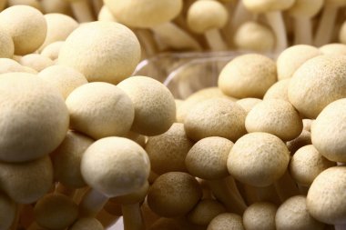 Beyaz arkaplanda shimoji mantarları