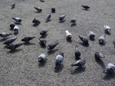 Sokaktaki güvercinler