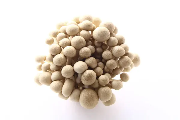 신선한 흰색과 버섯의 — 스톡 사진