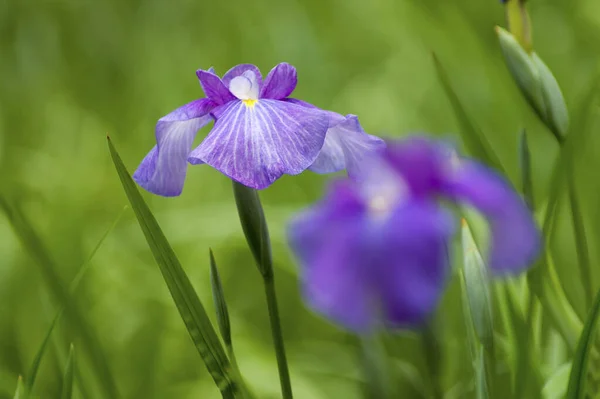 紫色虹膜花盛开在花园里 — 图库照片