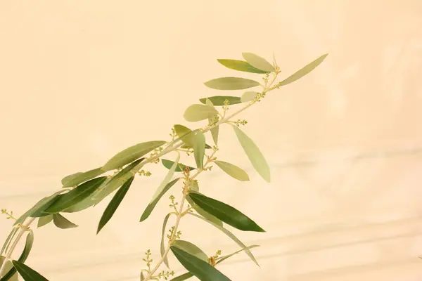 Крупный План Ветвей Растений Зелеными Листьями Маленькими Цветами — стоковое фото