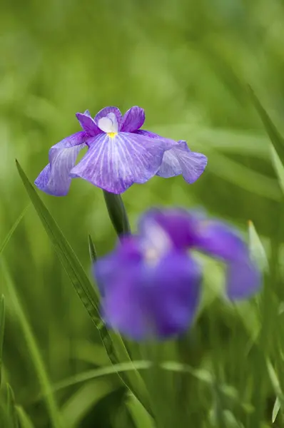 Lila Irisblumen Blühen Garten — Stockfoto