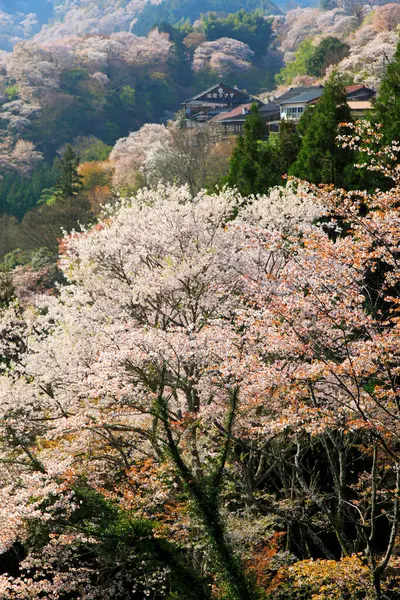 Festői Felvétel Virágzó Sakura Fák Zöld Park Dombok Japánban — Stock Fotó
