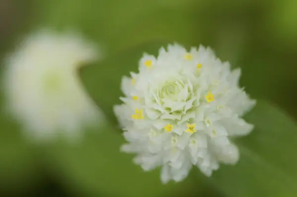 macro photo of the white flower with green background