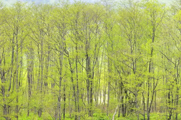 Verdi Alberi Primaverili Nella Foresta — Foto Stock