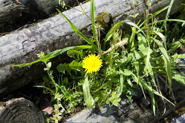 Dandelion Background Grass — Stock Photo, Image
