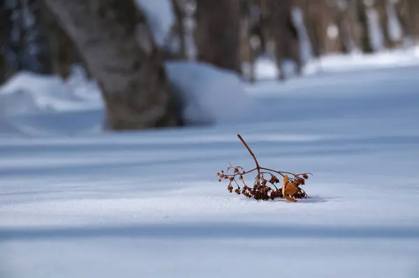 Bosque Invierno Con Nieve Árboles — Foto de Stock