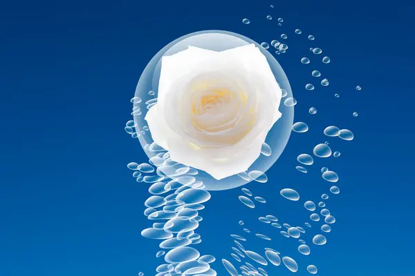Bolle Acqua Dolce Bel Fiore Rosa Bianca Sfondo Blu — Foto Stock