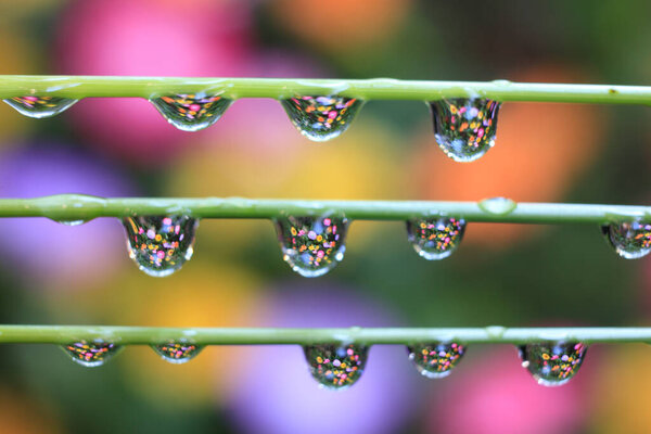 water drops on green plant, closeup 