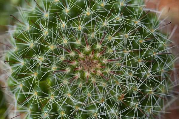 Close Cactus Thorns Nature Background — Stock Photo, Image