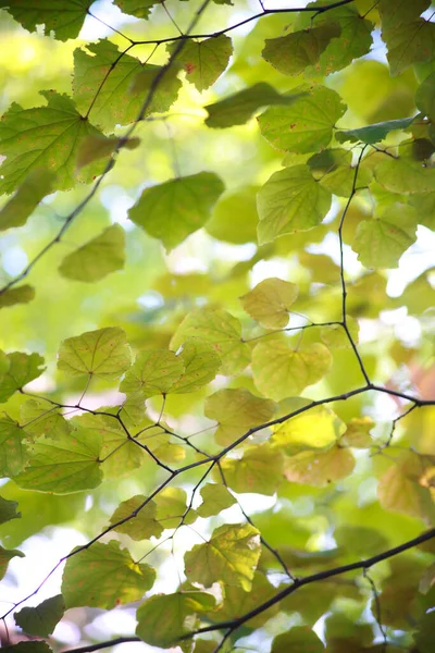 太陽の光でカラフルな葉を持つ秋の木 — ストック写真