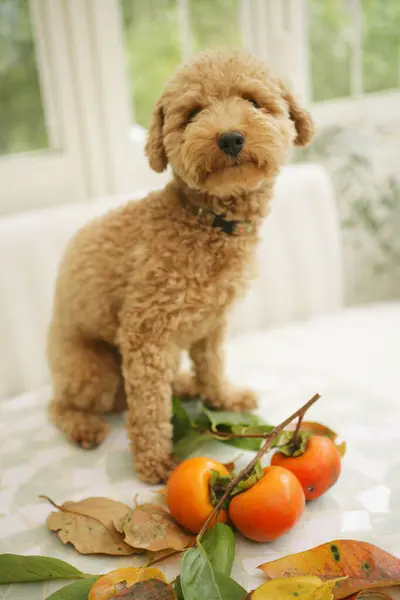 Closeup Cute Dog Sitting Table Persimmons — Stock Photo, Image
