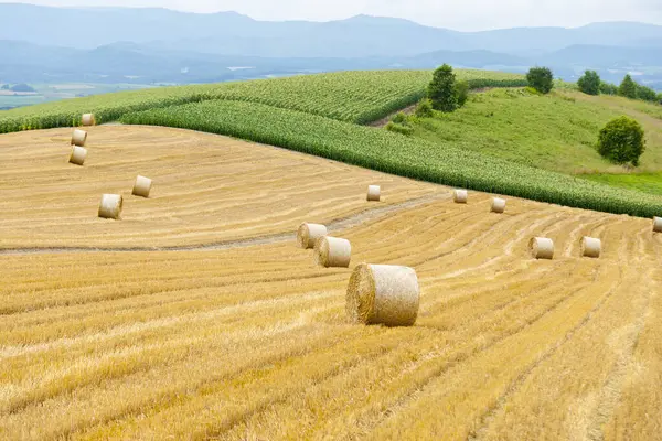 Beautiful View Field Wheat Countryside — Stock Photo, Image