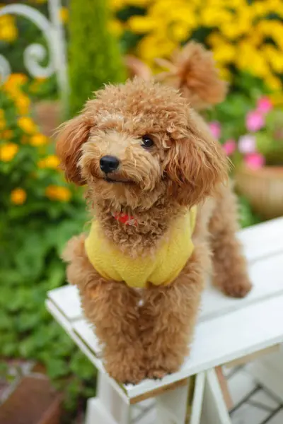 Cute Puppy Poodle Dog White Bench Summer Park — Stock Photo, Image
