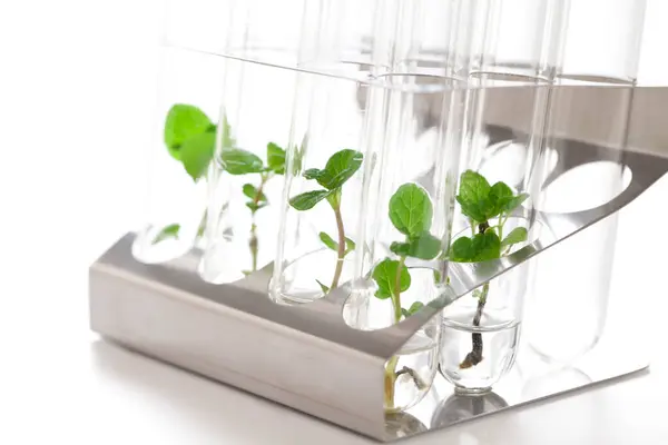 Plántulas Crecimiento Plantas Tubos Vidrio Cristalería Laboratorio Para Reservorio Biotecnología —  Fotos de Stock