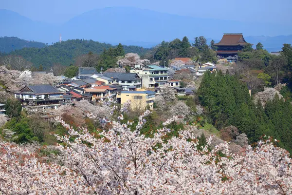 Japonya Daki Yeşil Park Tepelerinde Çiçek Açan Sakura Ağaçlarının Manzaralı — Stok fotoğraf