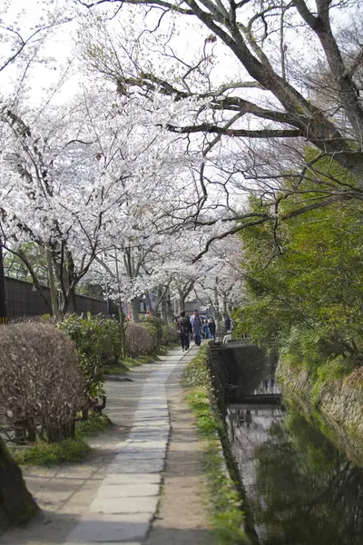 Flores Cereja Parque Japão — Fotografia de Stock
