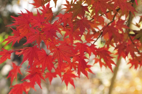 red maple leaves, japanese maple