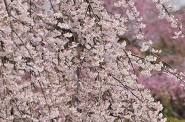Japonya, Kyoto 'da kiraz çiçeği