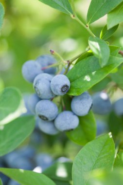 Bahçedeki taze yaban mersinleri dalları üzerinde
