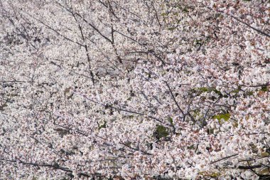 Ağaçta açan güzel bahar çiçekleri