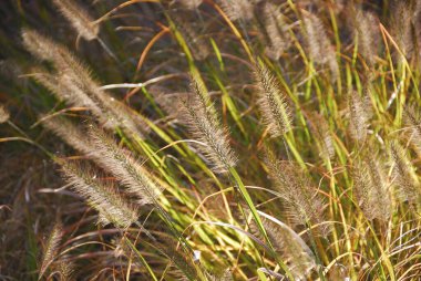 Tarladaki güzel yeşil bitki.