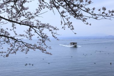 Japonya 'da kiraz çiçekleri, Tokyo