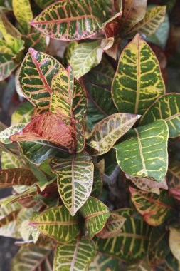 Rengarenk yapraklar, kabuklu bitkiler. 