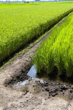  pirinç tarlası ve arka planda genç bitkiler 