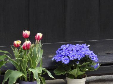 Koyu ahşap duvarın yanındaki saksılarda güzel çiçekler