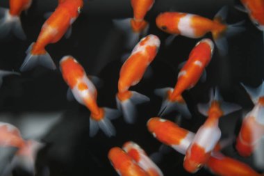 Gölde yüzen balık balıklarının yakın plan görüntüsü.         