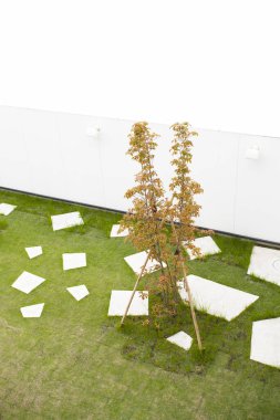 Beyaz kiremitlerle yeşil çimlerin üzerinde büyüyen küçük ağaç