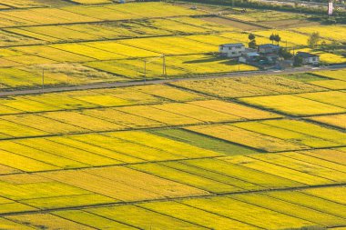 Japonya 'daki pirinç tarlası doğa geçmişi üzerine