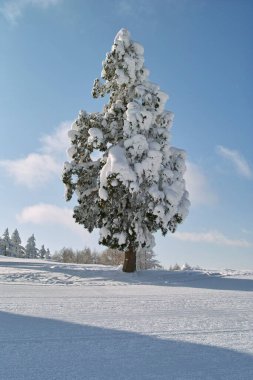 Kışın karla kaplı ağaç