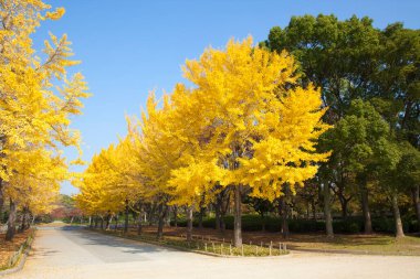 Güzel sonbahar yaprakları