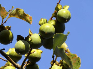 Bahçedeki ağaçta olgunlaşan yeşil elmalar