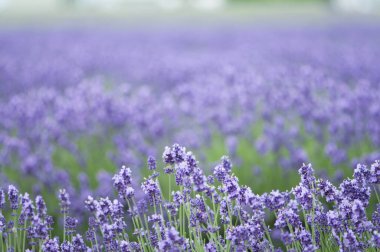tarlada açan güzel lavanta çiçekleri
