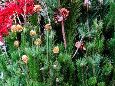 Bahçedeki çam ağacı