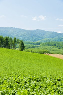 parlak yeşil tarım tarlası 