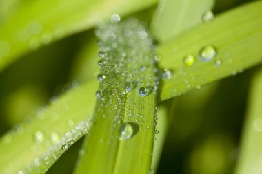 Çiy damlaları ile taze yeşil yaprakların yakın görüntüsü               