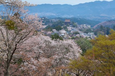 Japonya 'nın Nara kentindeki dağlarda çiçek açan güzel sakura ağaçlarının manzarası.