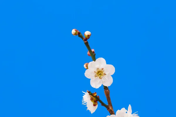 beautiful flowers on blue background, beautiful cherry blossoms in spring