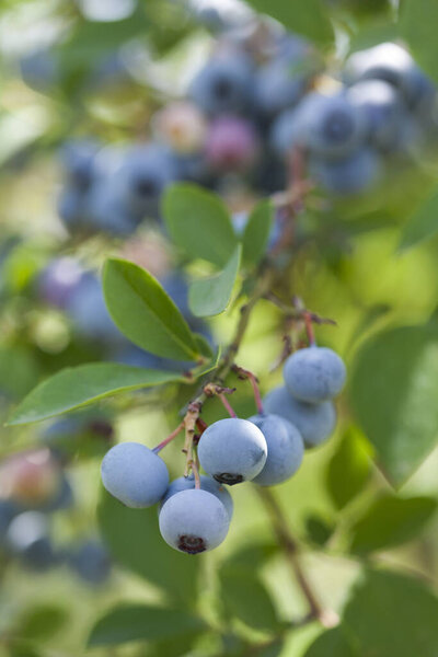 Fresh ripe blueberries on branches in a garden